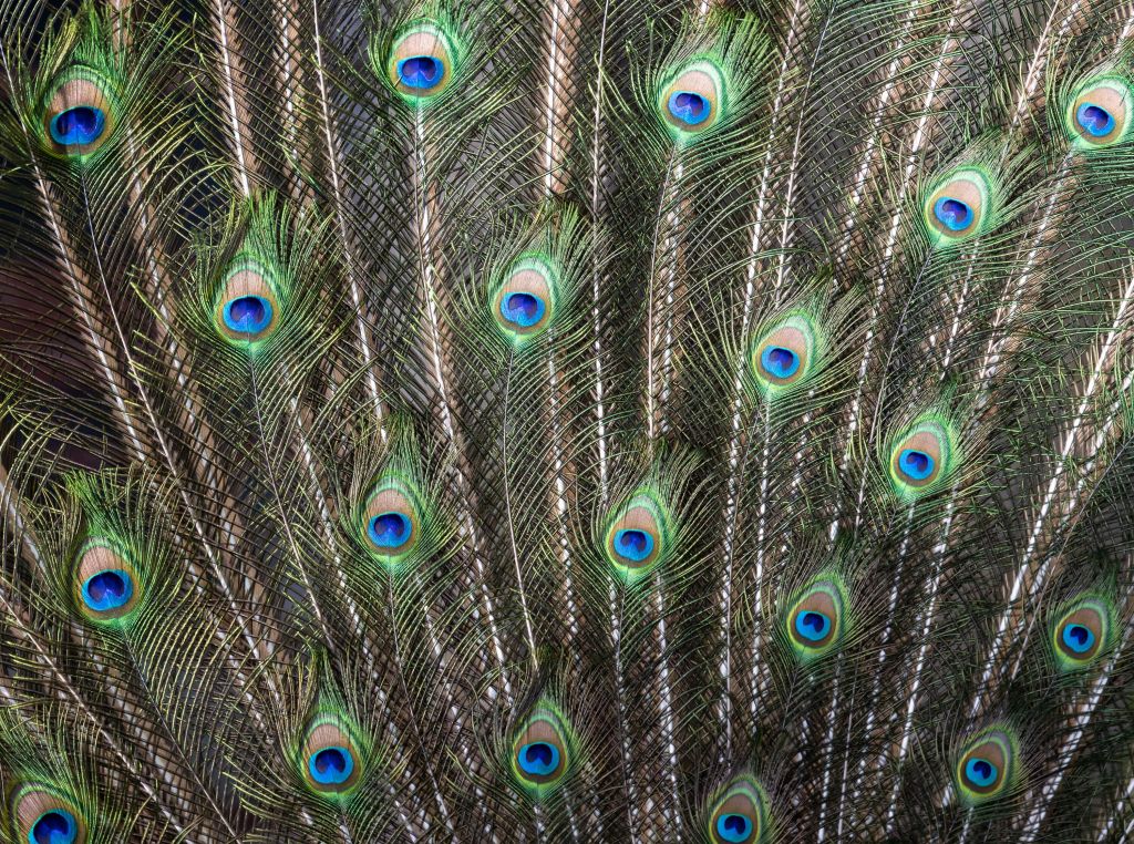 Plumas de pavo real abiertas