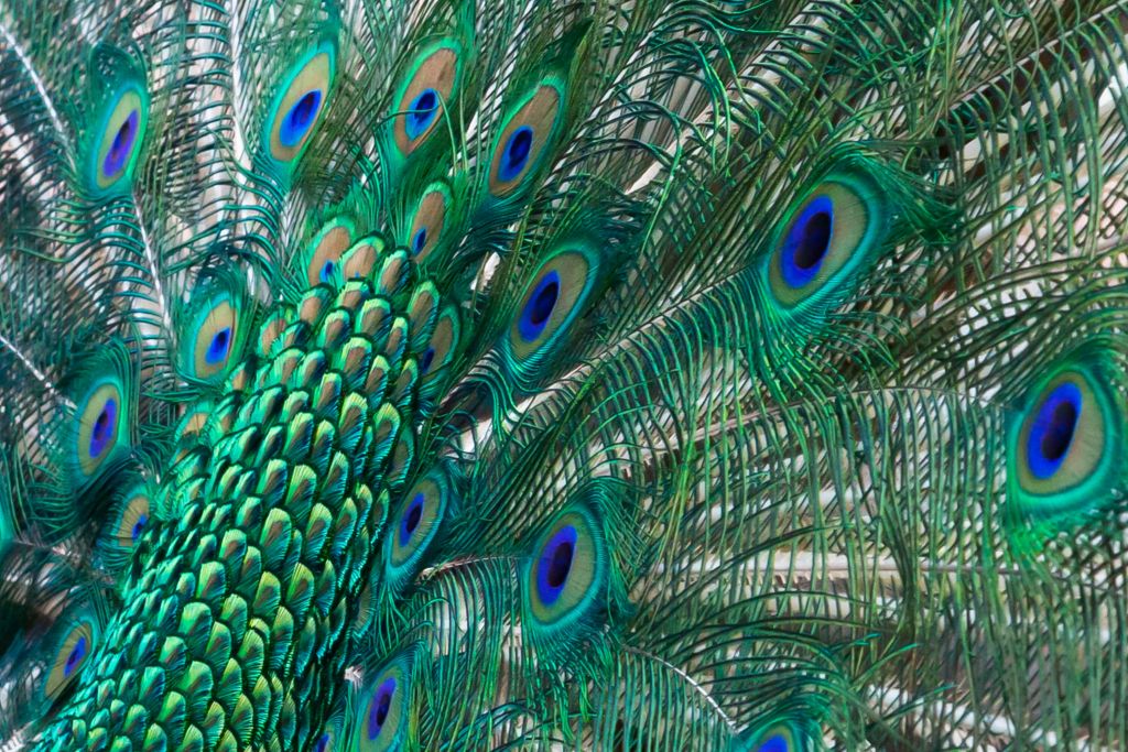 Plumaje de colores de un pavo real