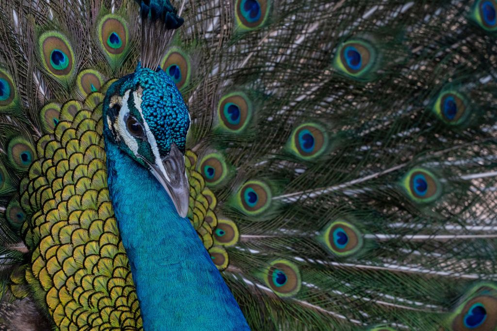 Pavo real indio azul
