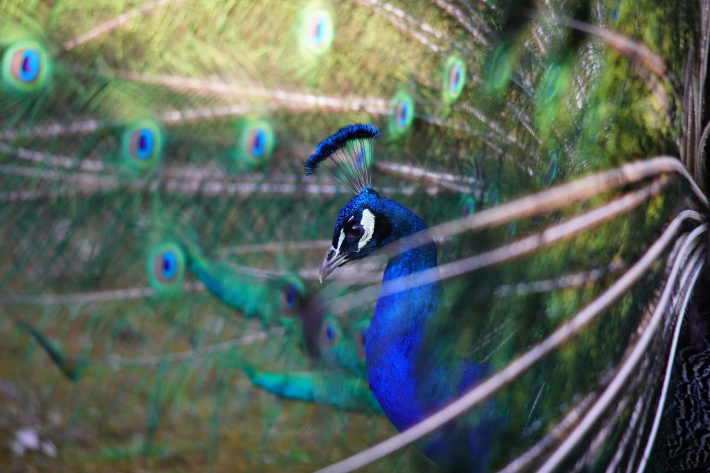 Retrato de un pavo real