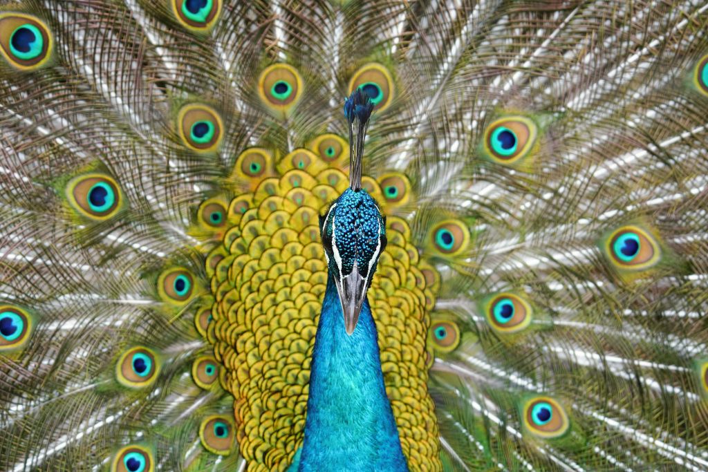 Vista frontal de un pavo real