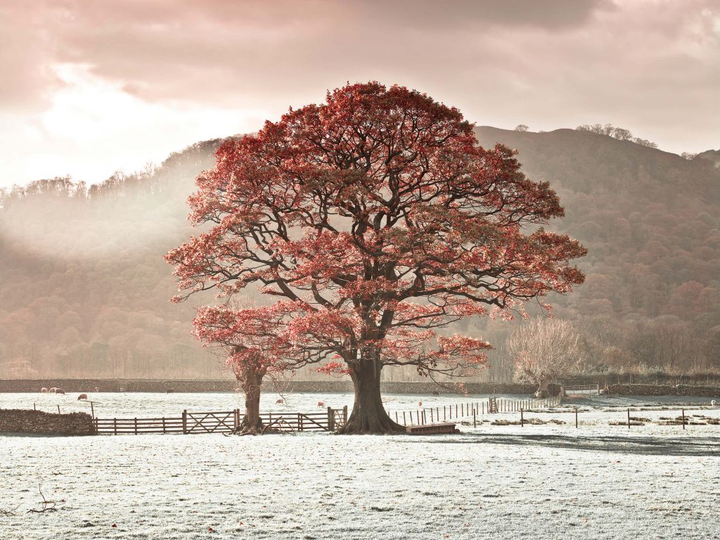 Roble en invierno