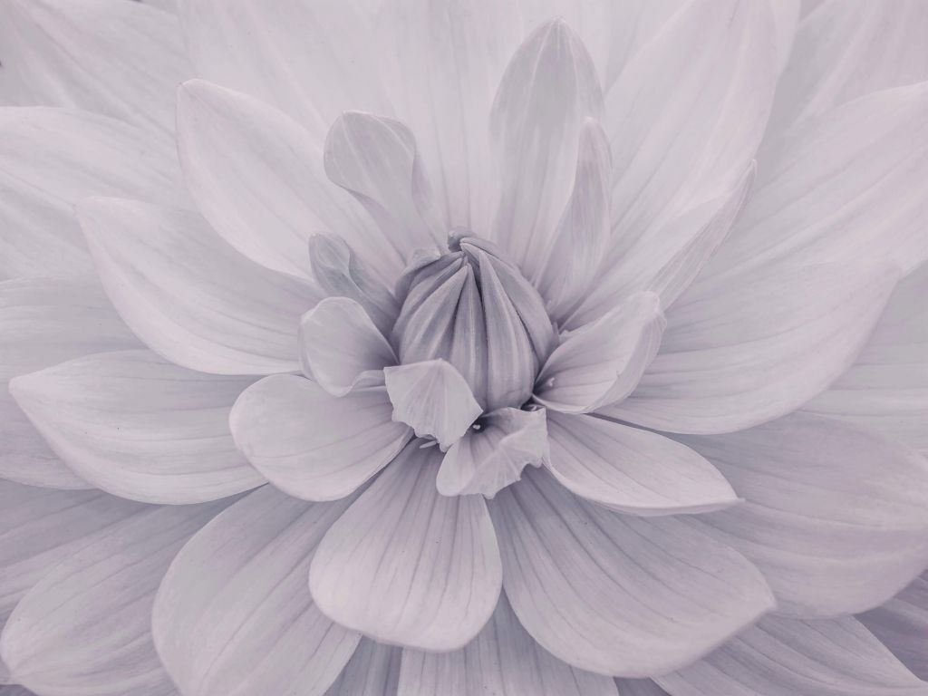 Flor de dalia blanca