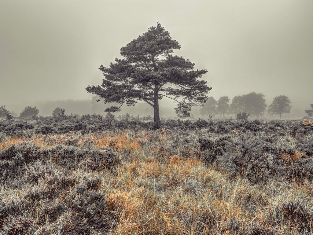 Árbol en el campo