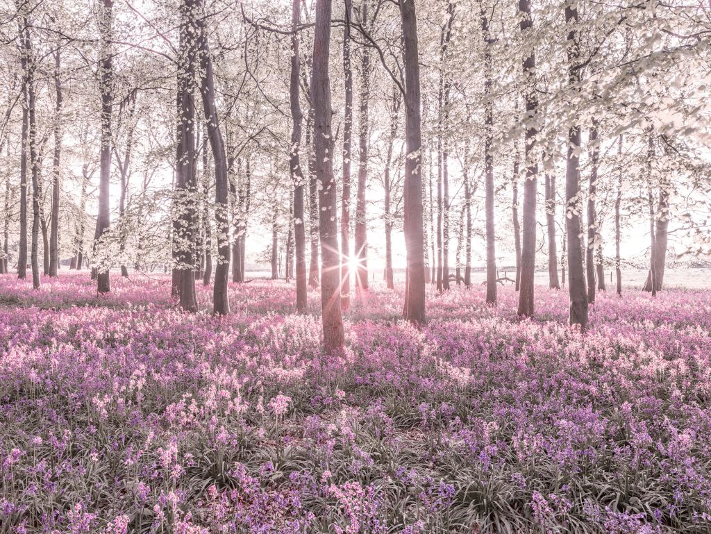 Bosque en primavera