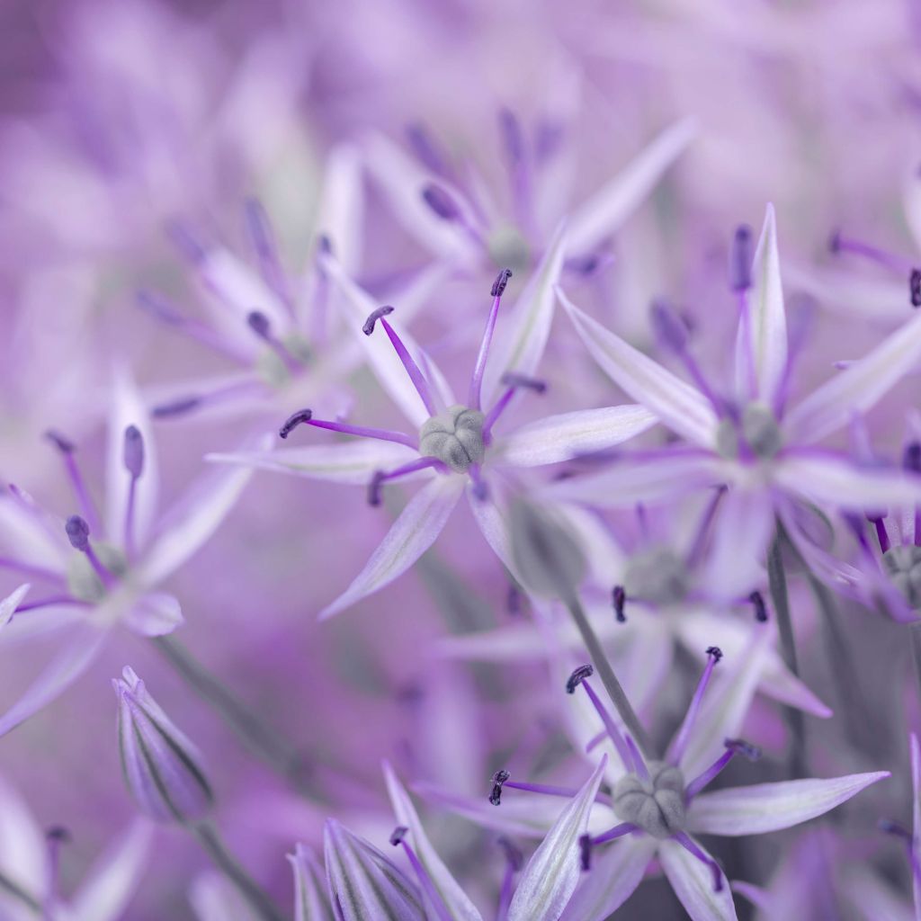 Flores de allium moradas