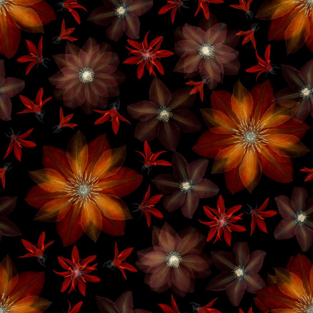 Flores rojas de clemátide