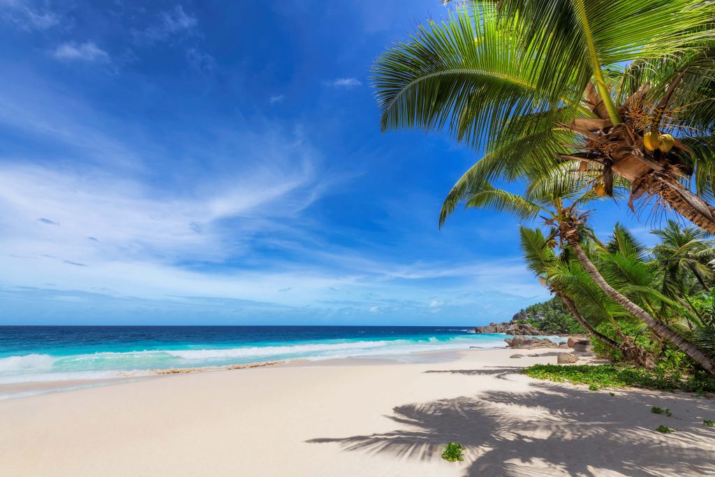 Playa tropical con palmera