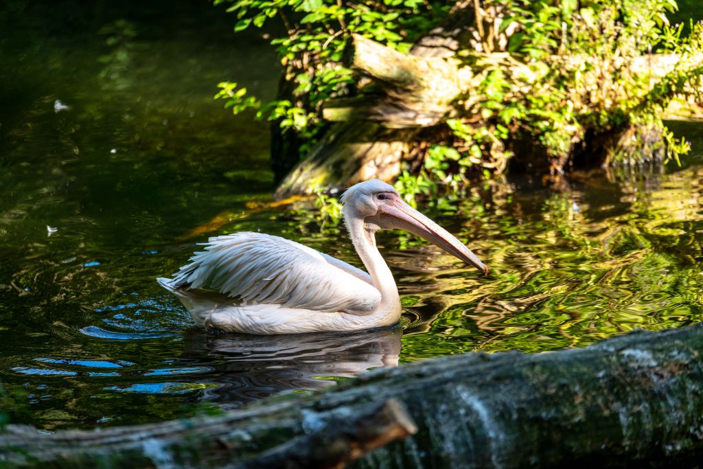 Pelican