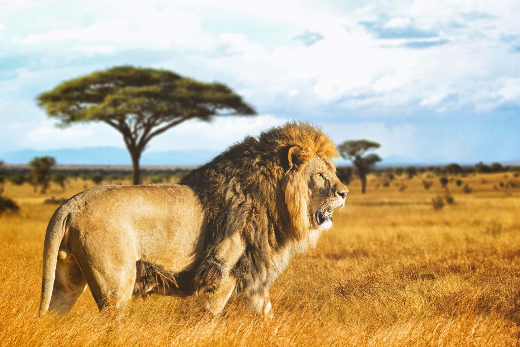 León en la sabana