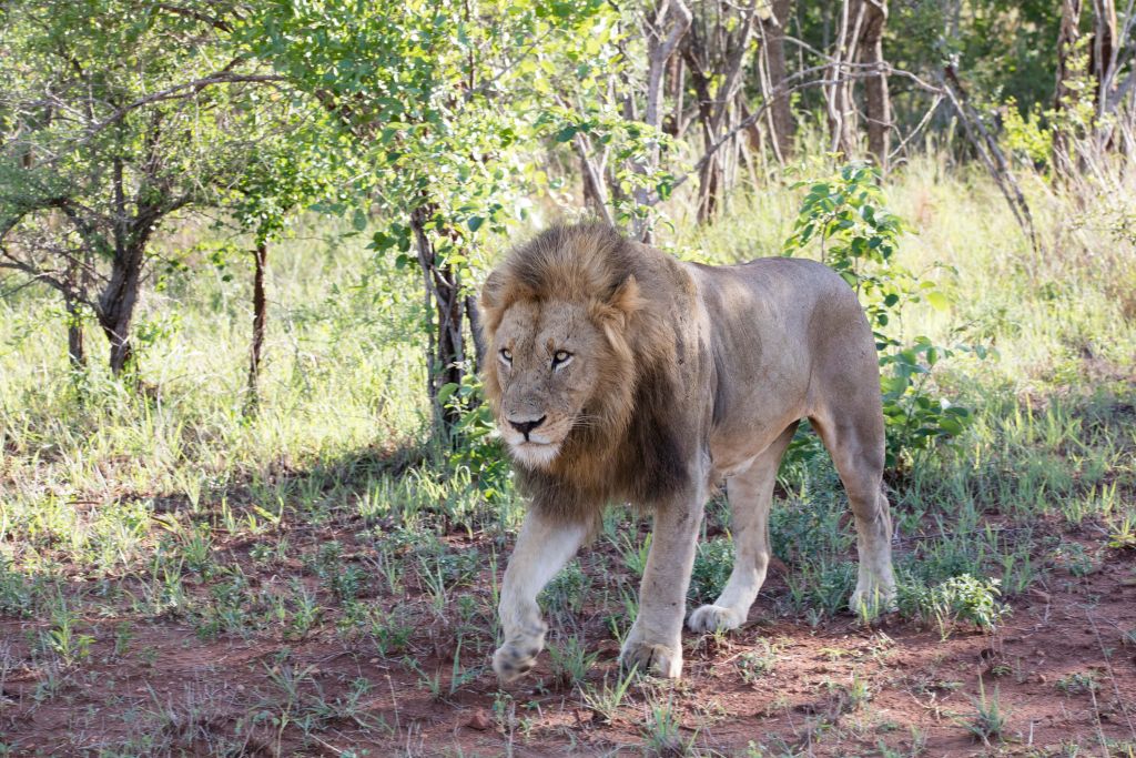 León macho