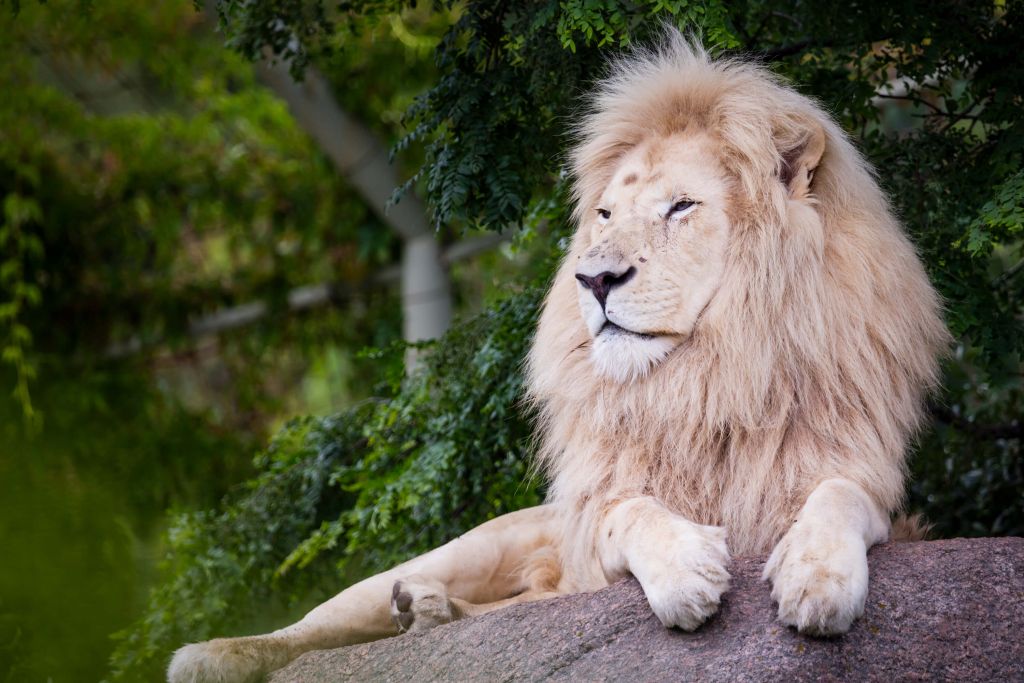 León blanco
