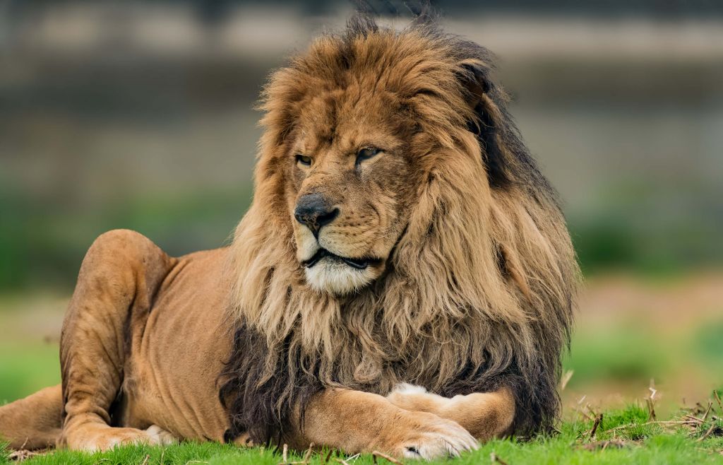 León
