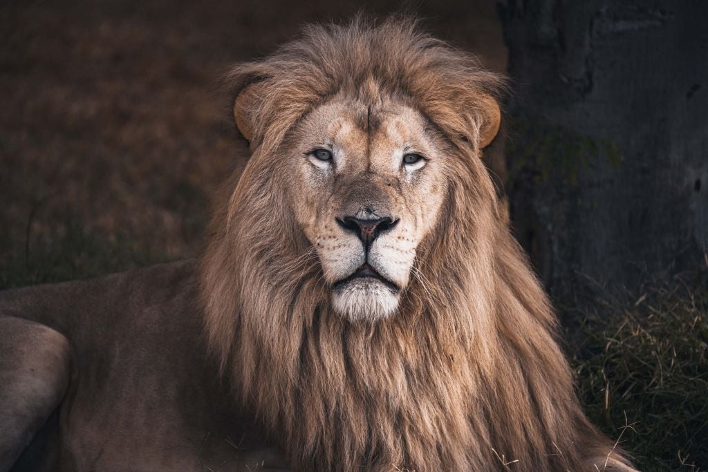 Retrato de un león