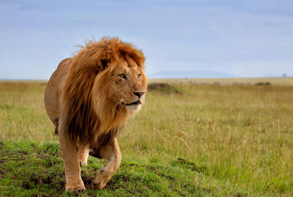 León corredor