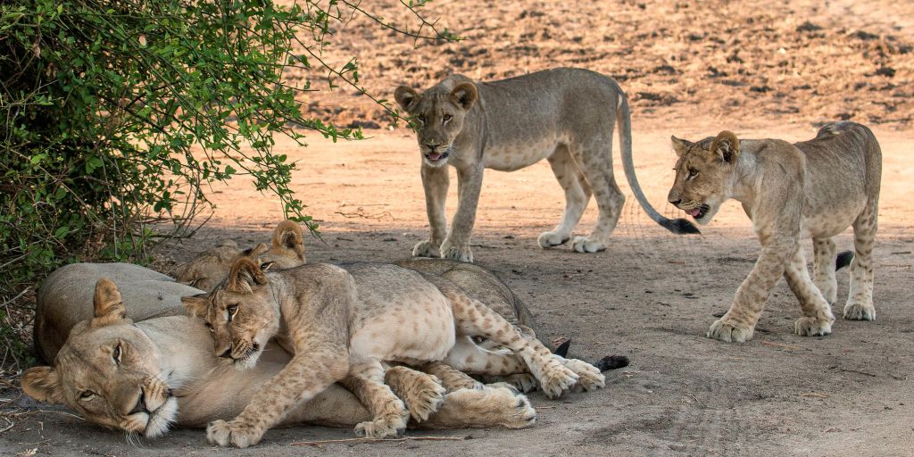 Familia del león