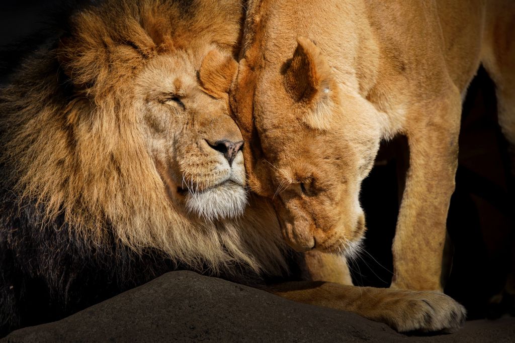 León y leona