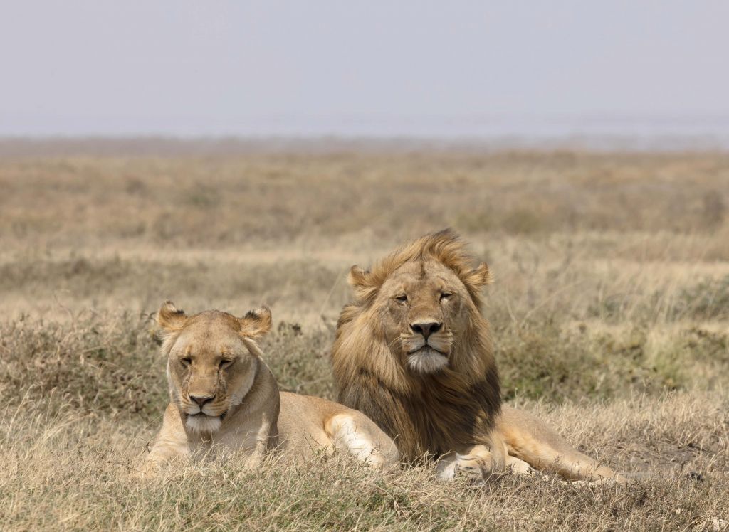 León y leona en la sabana