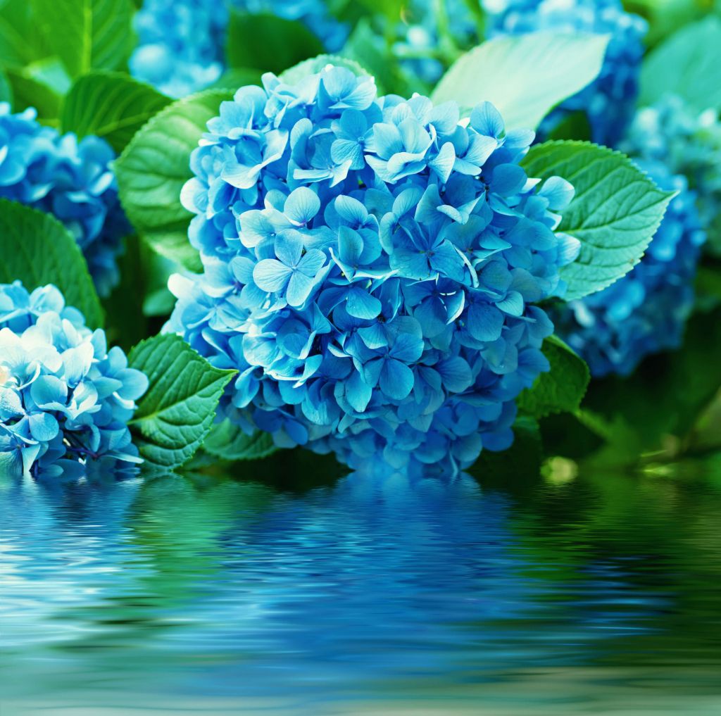 Hortensias en el agua