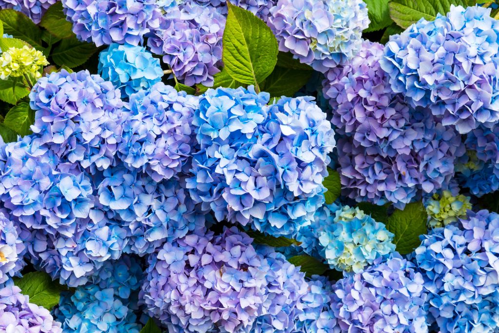 Primer plano hortensias azules