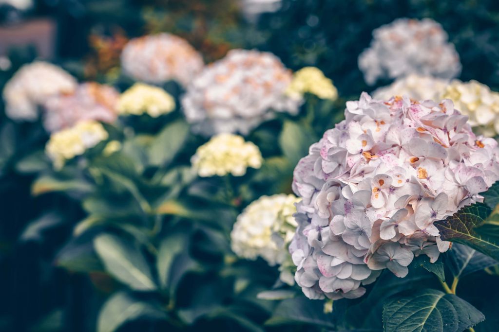 Hortensia rosa