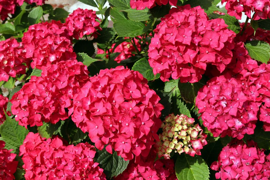 Hortensia en flor