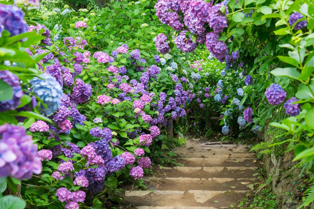 Hortensias en un parque