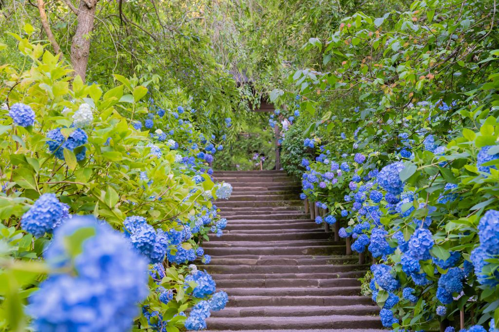 Flores azules en un parque