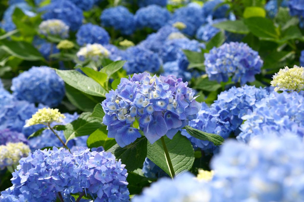 Hortensias azules en flor