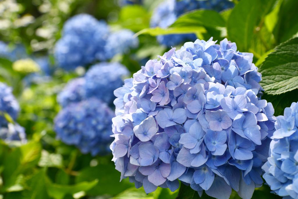 Hortensias violetas
