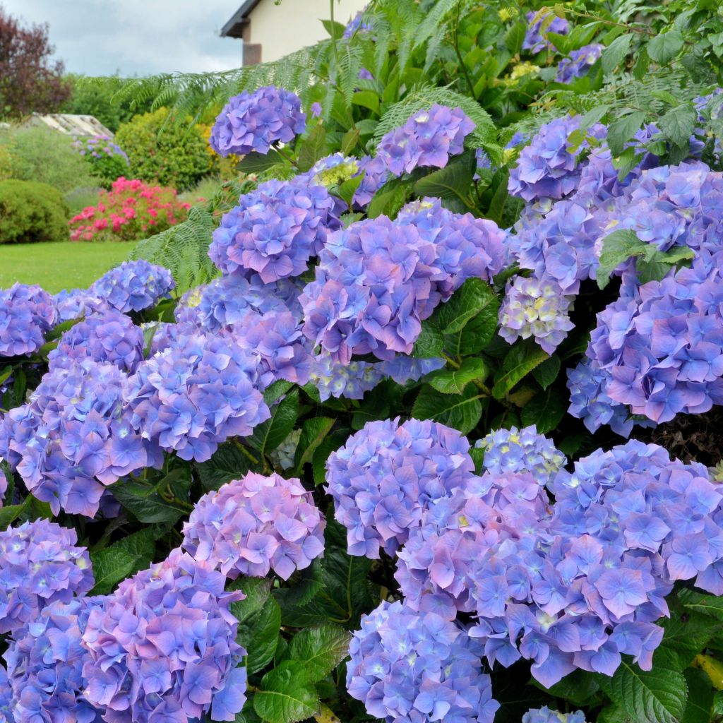 Hortensias en Francia