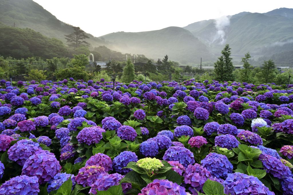 Hortensias en Beitou