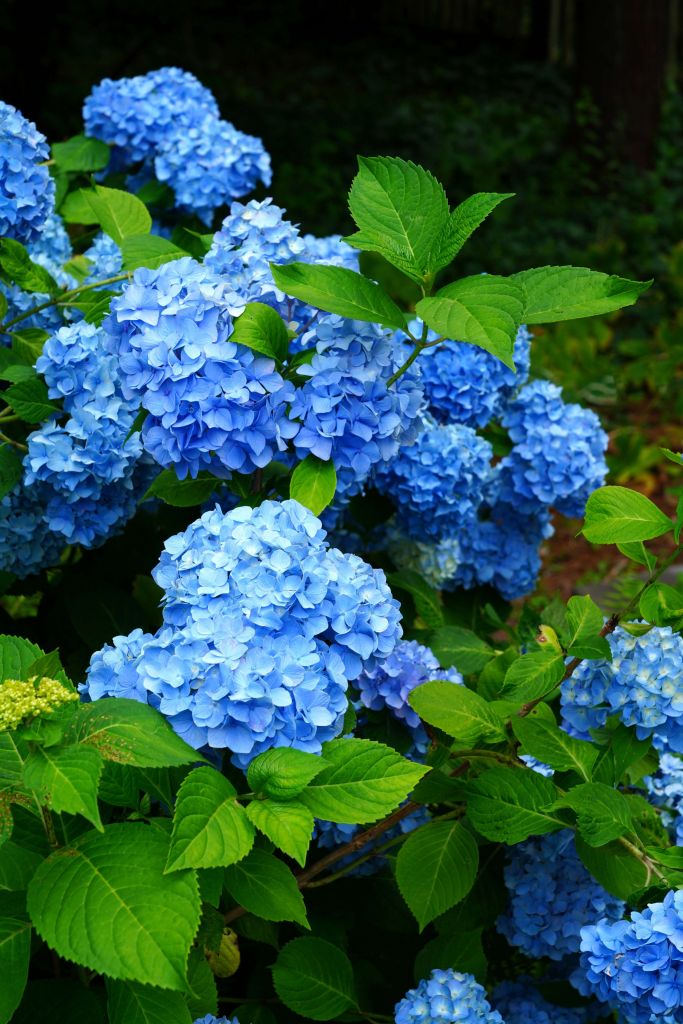 Flores de hortensia azules