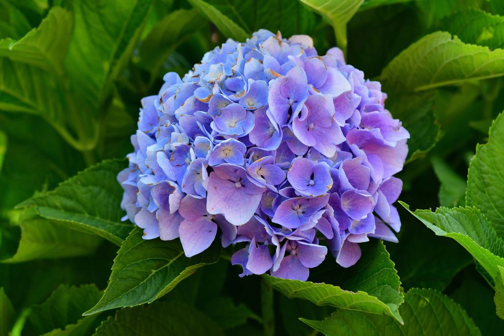 Hortensias el jardín