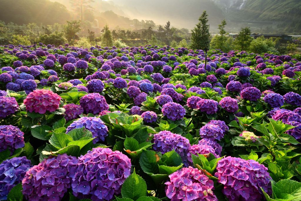 Hortensias en un campo