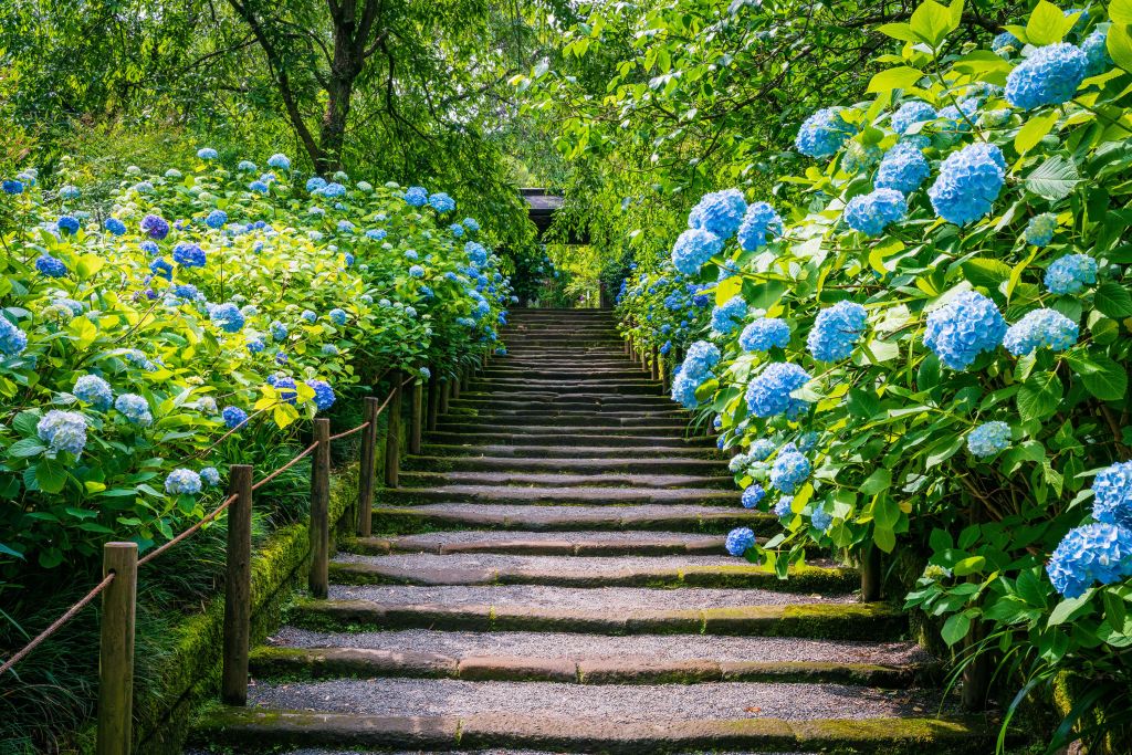 Escalera entre hortensias