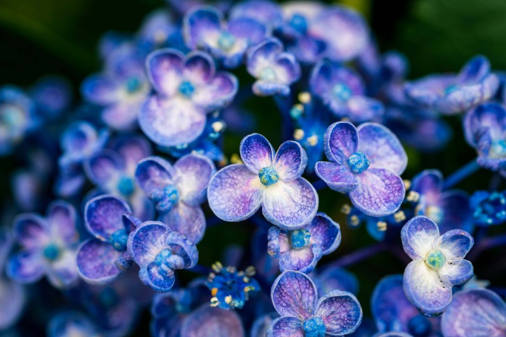 Primer plano de flores moradas