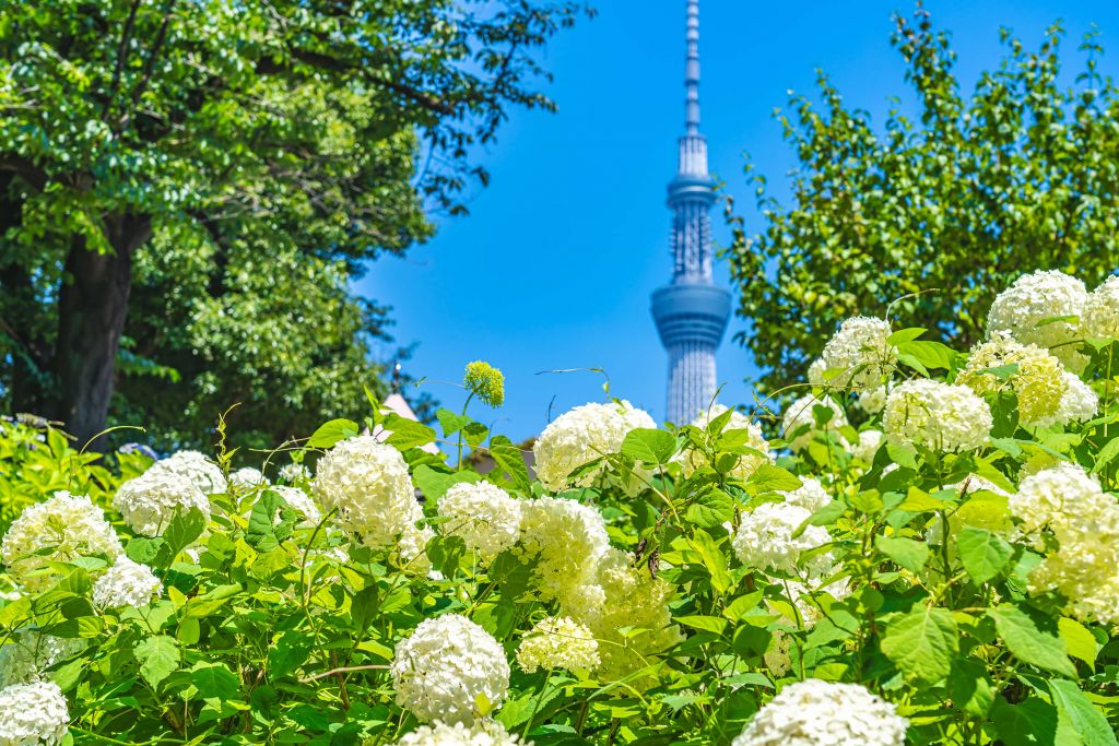 Parque con hortensias