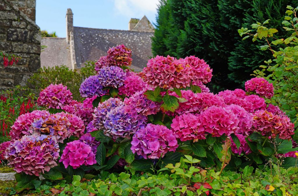 Hortensias rosas y moradas