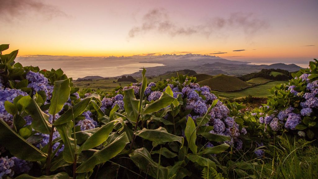 Atardecer con hortensias