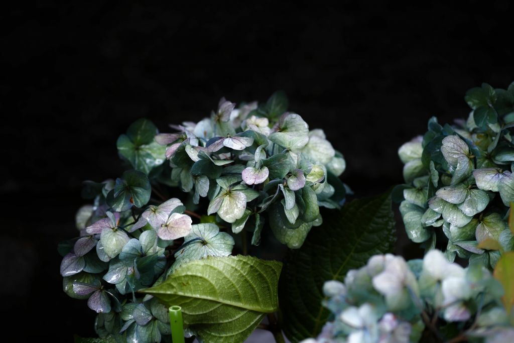 Hortensias en el jardín