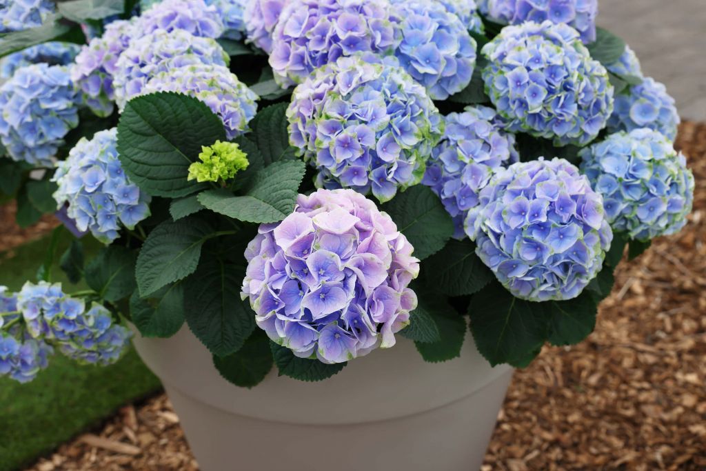Hortensias en maceta