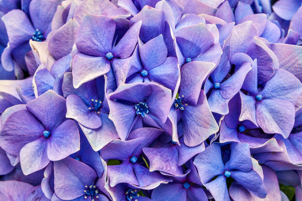 Hortensias de cerca