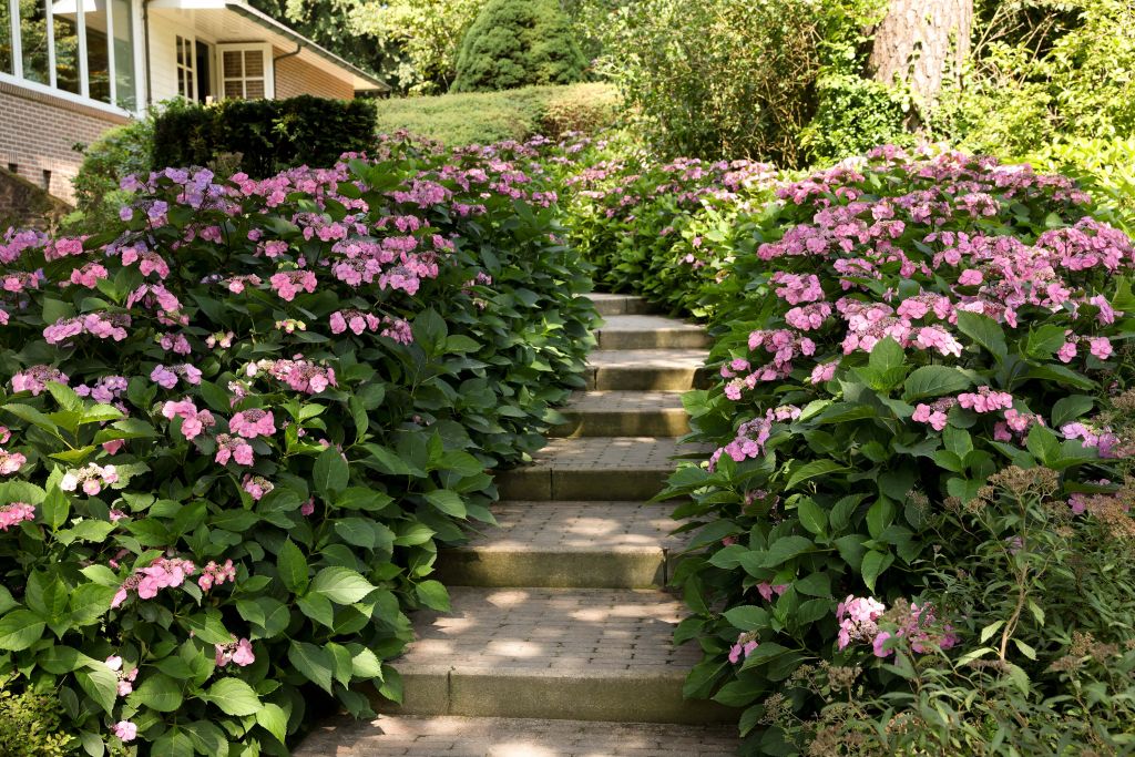 Escalera entre hortensias rosas
