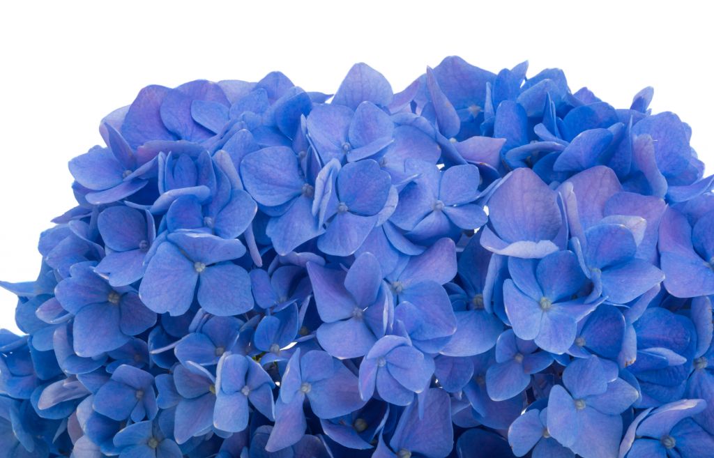 Hortensias en azul