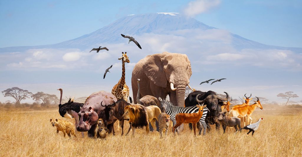 Animales africanos en el Kilimanjaro