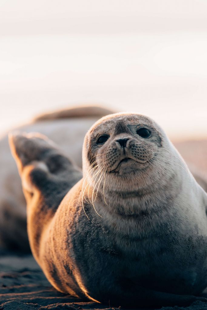 Foca en la playa a la luz del atardecer