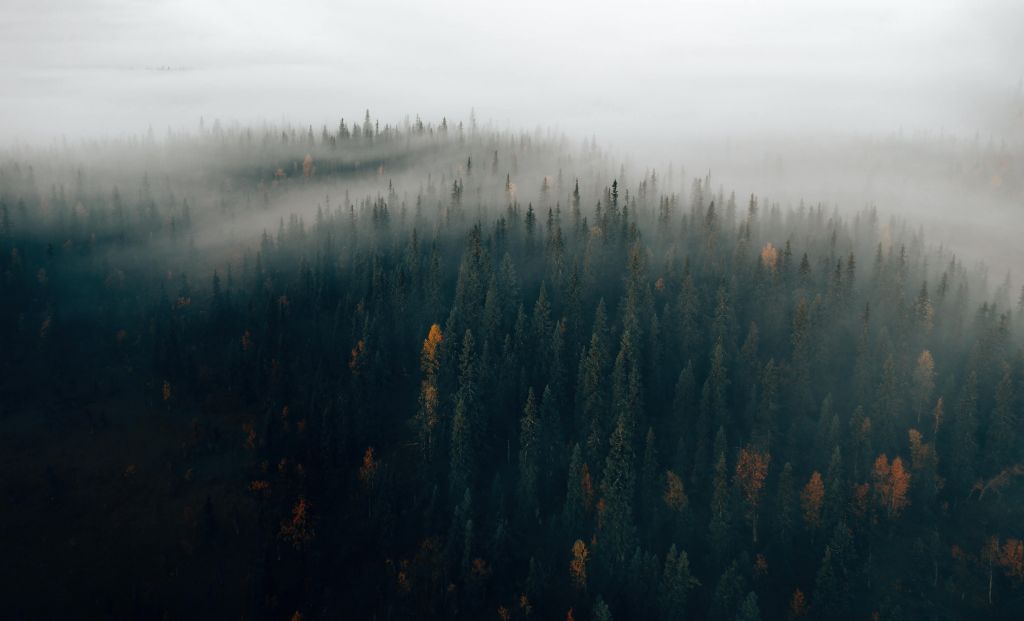 Bosque la niebla