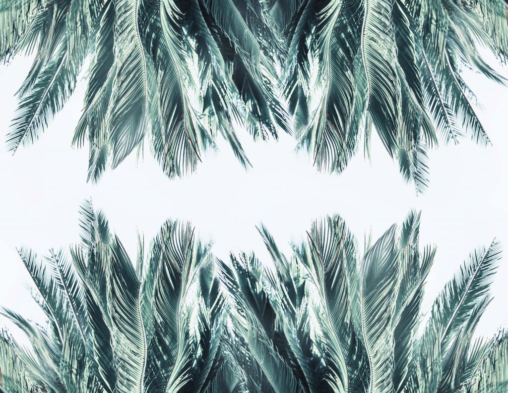 Hojas de palmera sobre fondo blanco