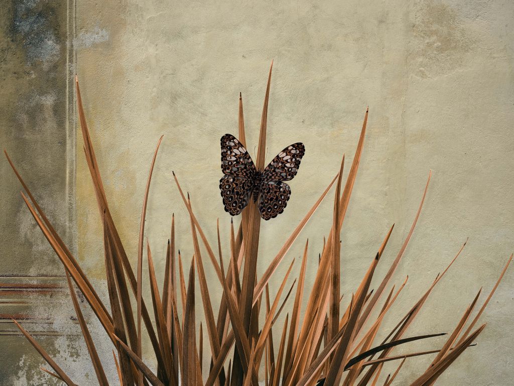 Mariposa cerca de pared vieja